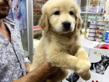 Golden Retriever Yavruları